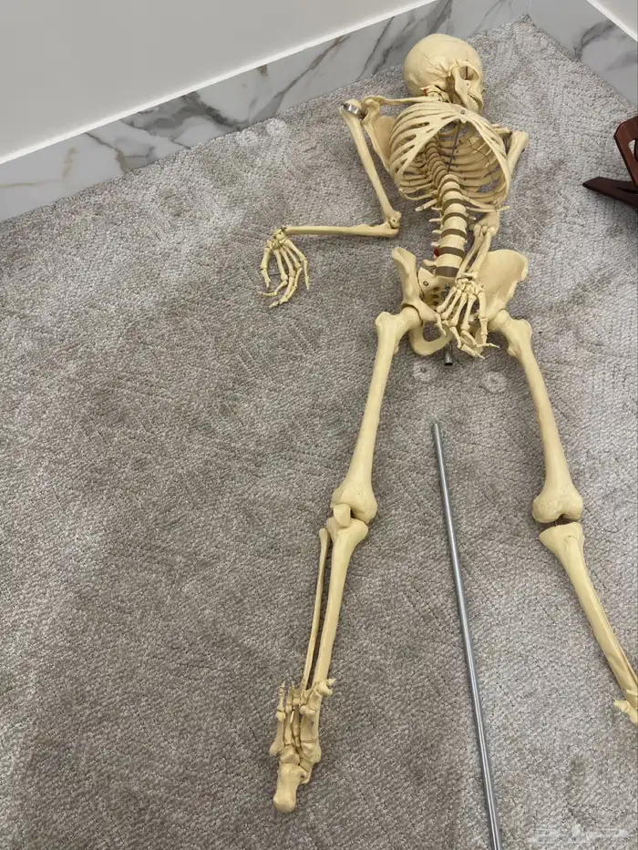 هيكل عظمي كامل طول 150 بقاعده مع سهولة الفك عظام متحركه 0