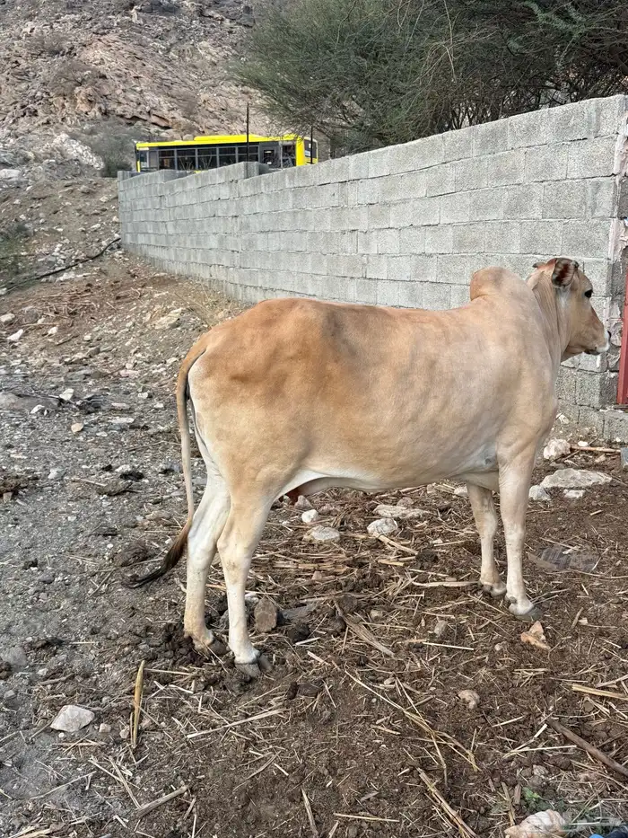 بقر للبيع 7