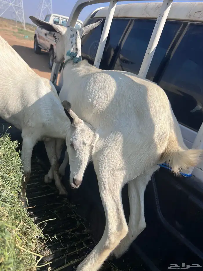 عنقان للبيع 0