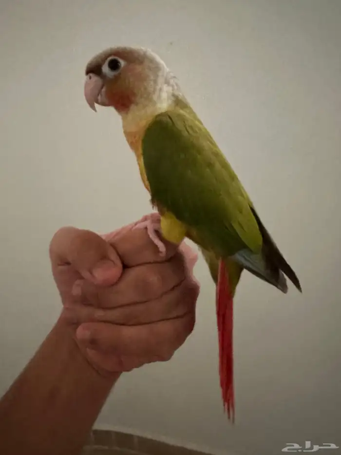 كنيور اناناس رد فاكتور و قفص كبير 2