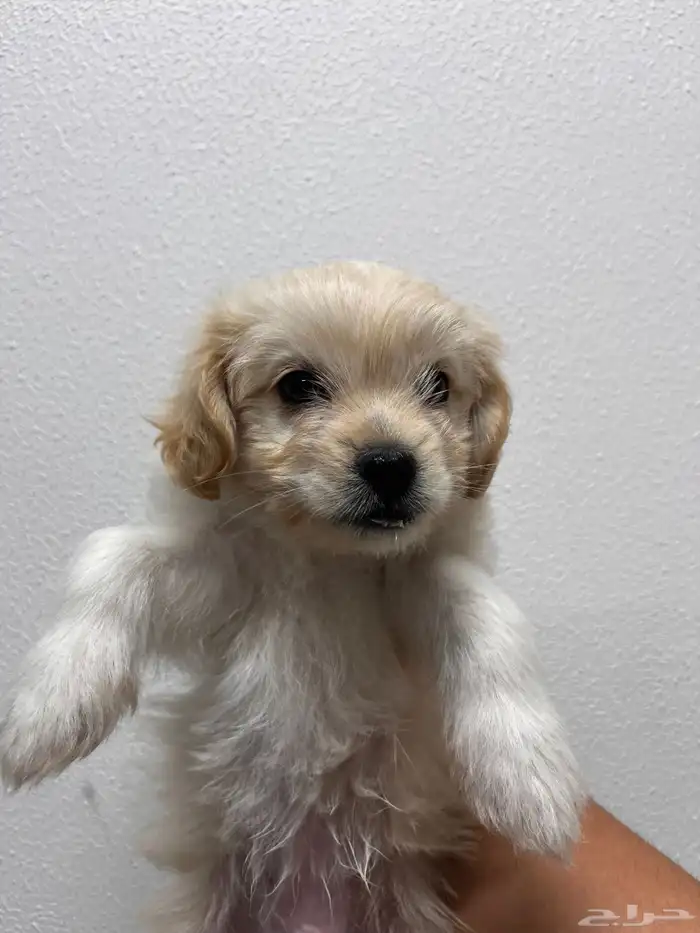 كلب مالتيز للتبني 4