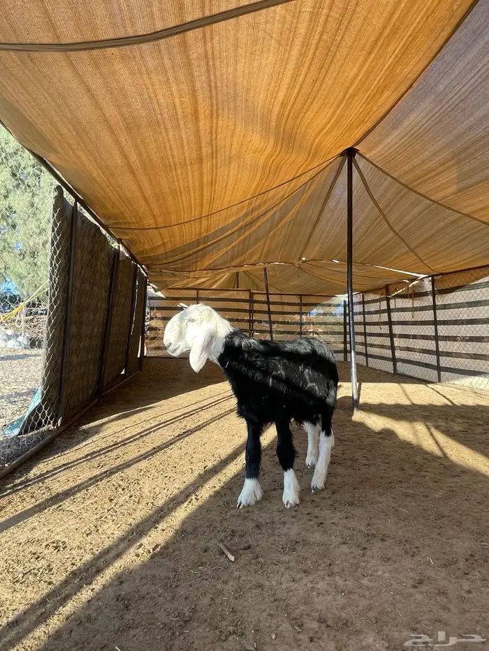 مشاريع فحول نجد 15