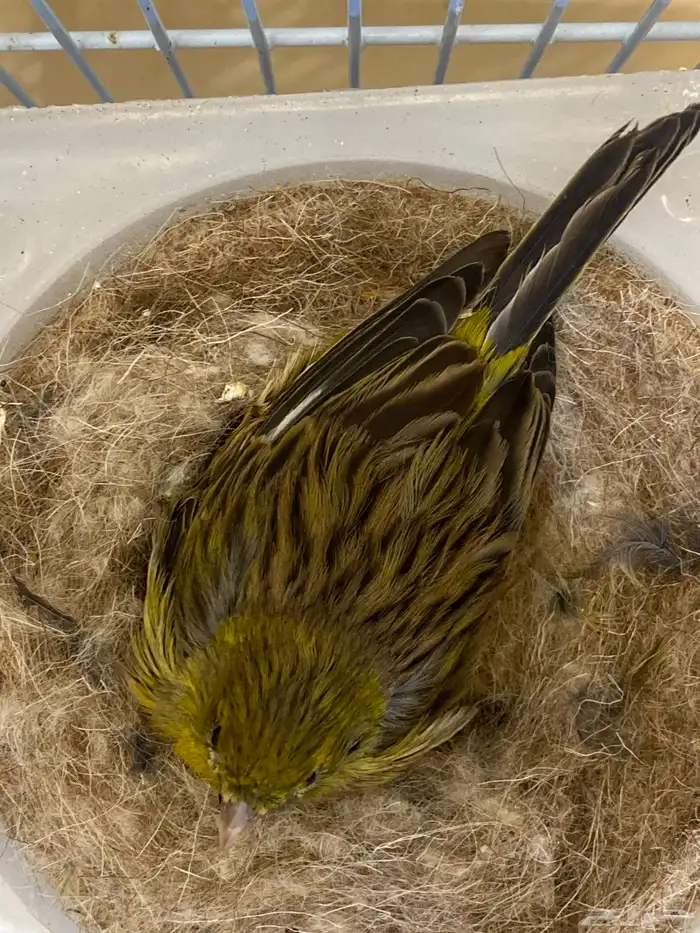 زوج كناري روسي 0