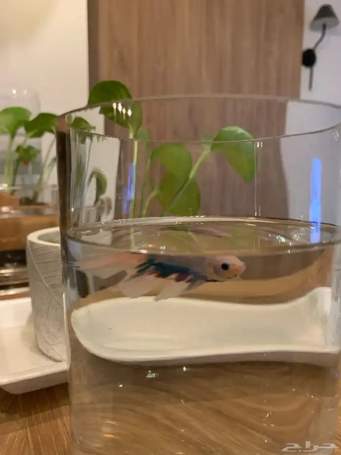 سمك زينه للبيع 6