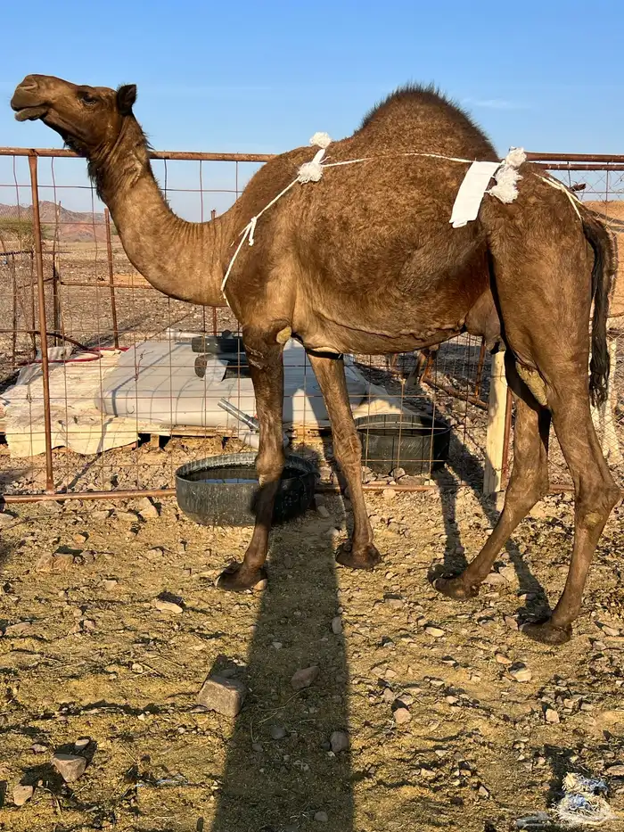 خلفه مصغر طيبه ب 10500 يبلاش 4