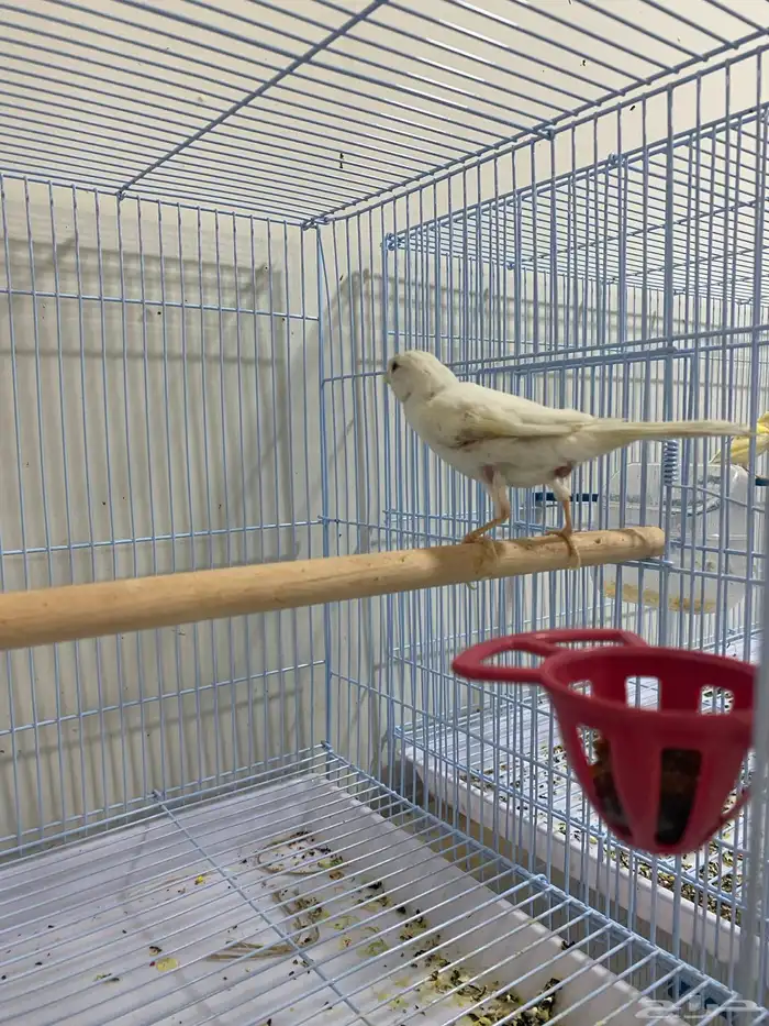 انثى كناري سوري ابيض 1