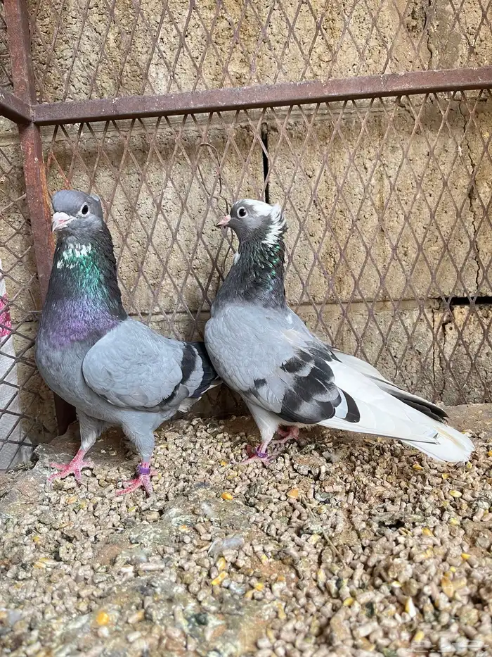 حمام قلابي معاريف 1