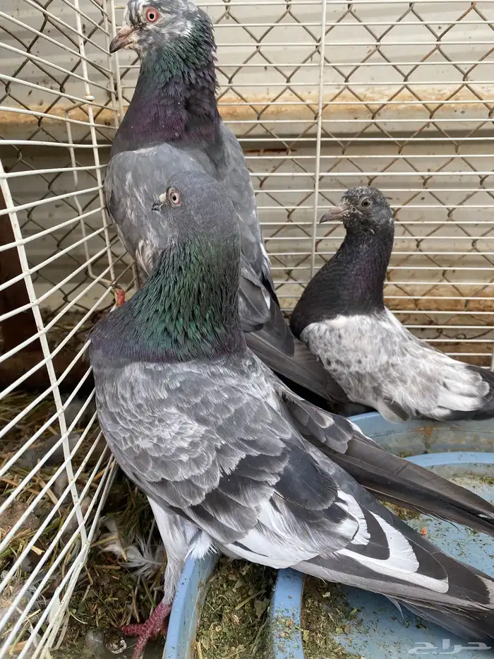 حمام باكستاني 0