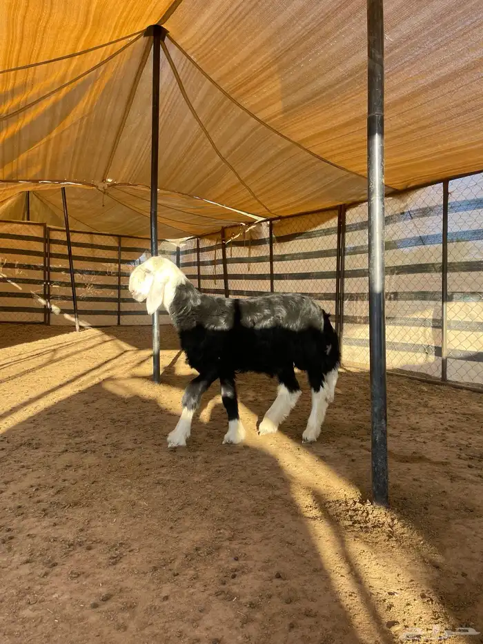 مشاريع فحول نجد 14