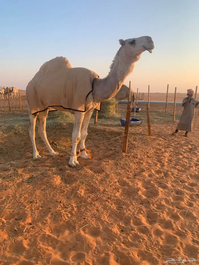 قعود رماني كفو 3