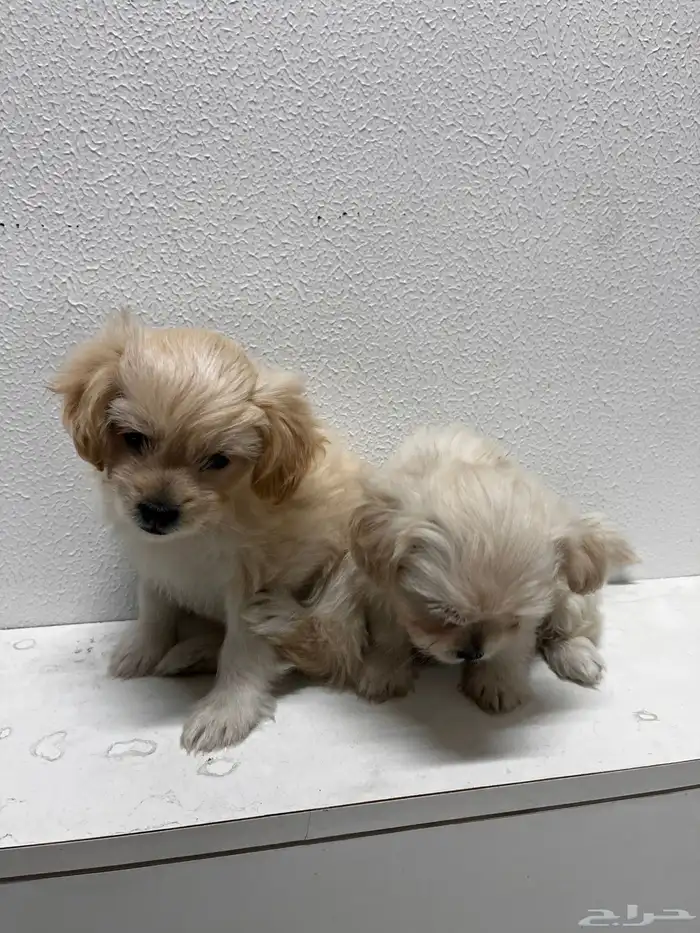 كلب مالتيز للتبني 2