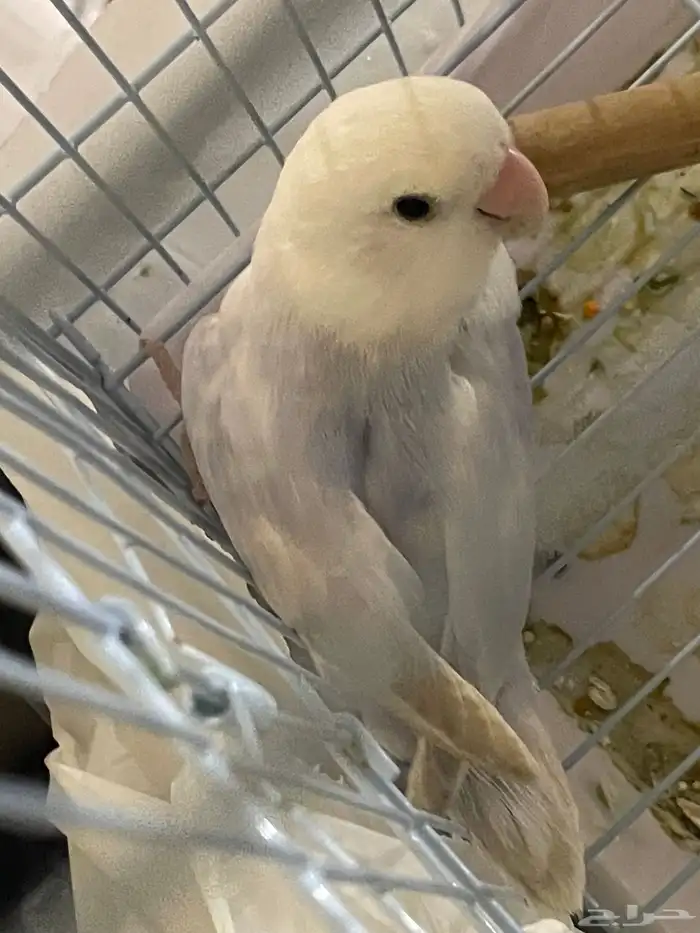 طير روز للبيع 2