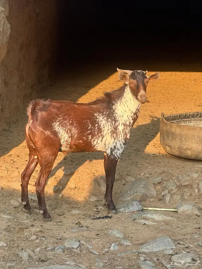 تيس فحل اوشح 0