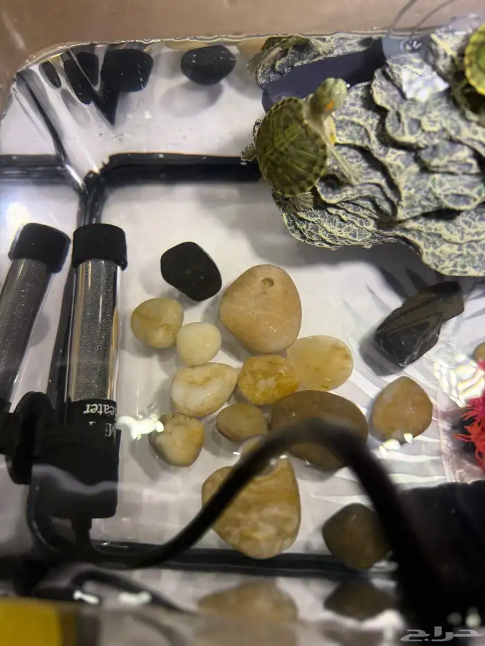 سلاحف برمائية للبيع 0