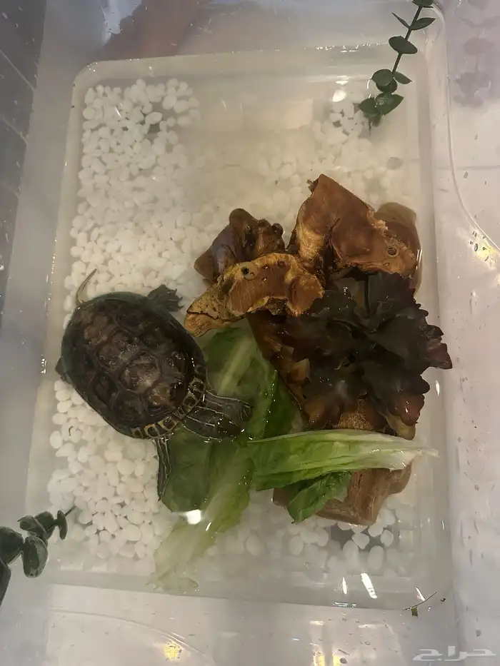 سلحفاء بملحقاتها 1