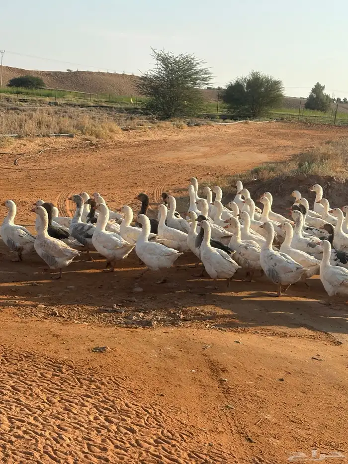 وز بلدي تربية مزرعه 1