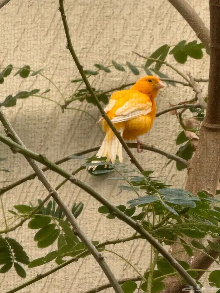 للبيع كناري ذكر العدد 2 1