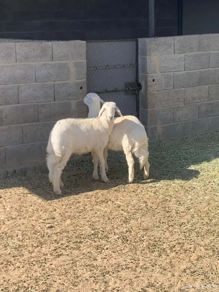 للبيع رخلين 3