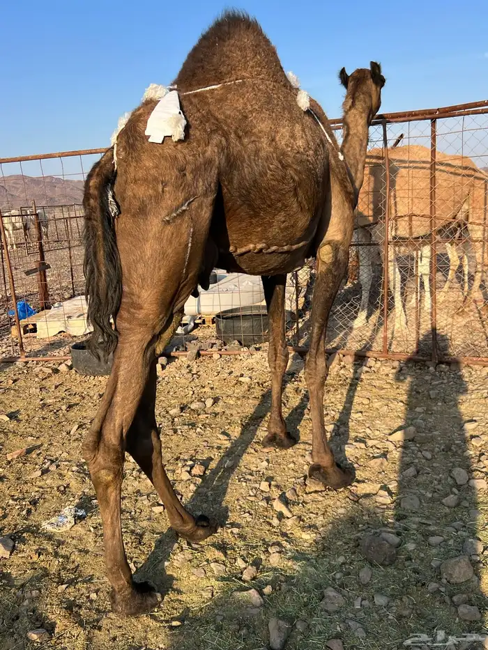 خلفه مصغر طيبه ب 10500 يبلاش 5