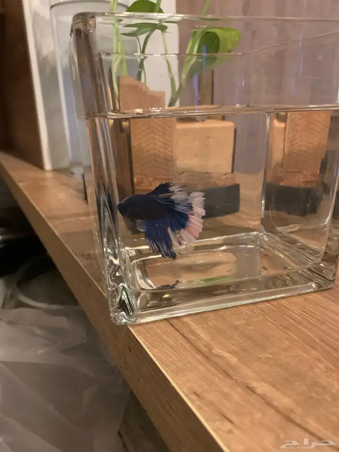 سمك زينه للبيع 9