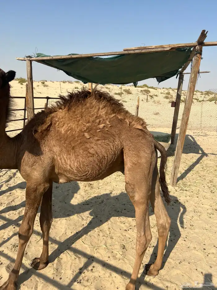 قعود سبعه شهور ونص 5