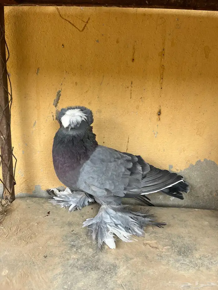 اجواز شيرازي وشغل بخاره 0