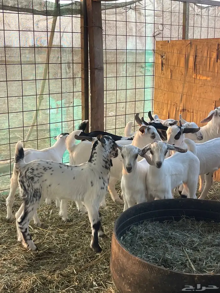 معزا بيشيات صنف ولد شي فاخررر من الاخر منوة القاني تم البيع 13