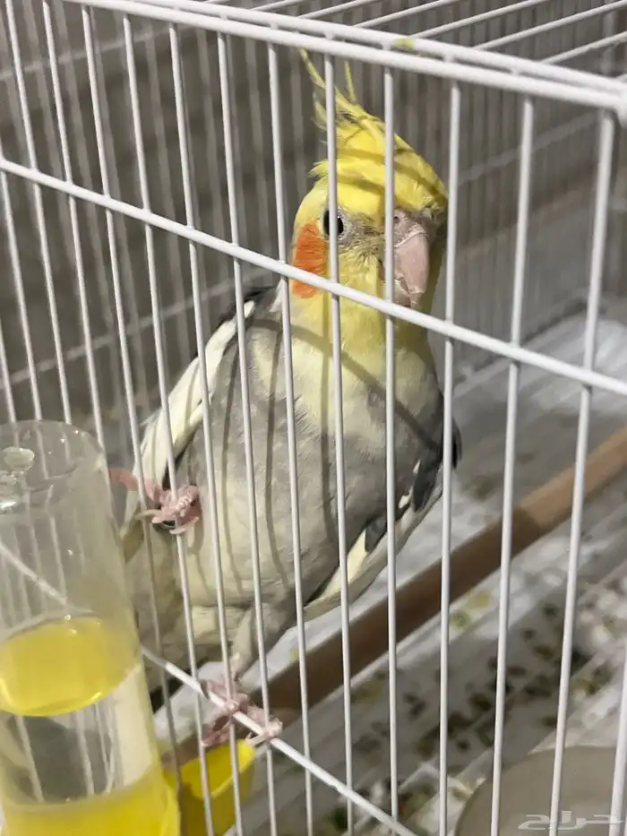 ذكر كروان للبيع 0