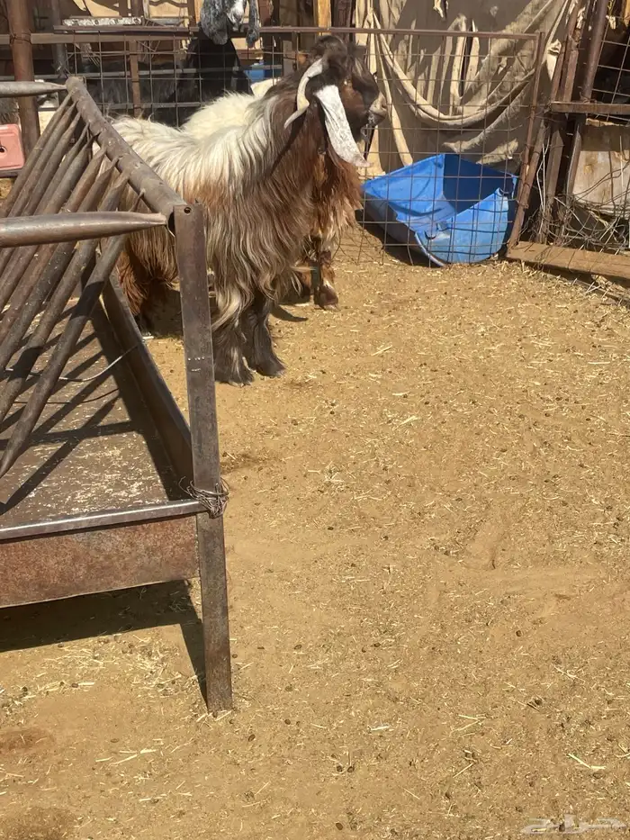 فحل ثني عارضي اصفر 2