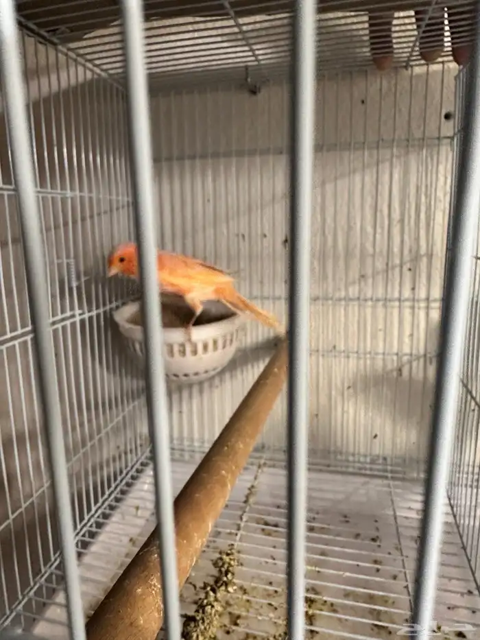 كناري انثي رد فاكتور 1