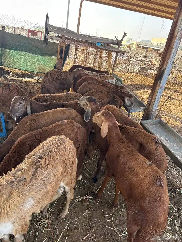 موسسة كنوز البراري للبيع المواشي 2