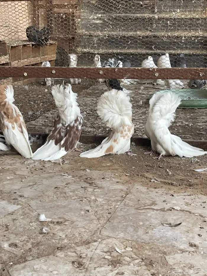 حمام زينه جاكوبين بو فوطه 2