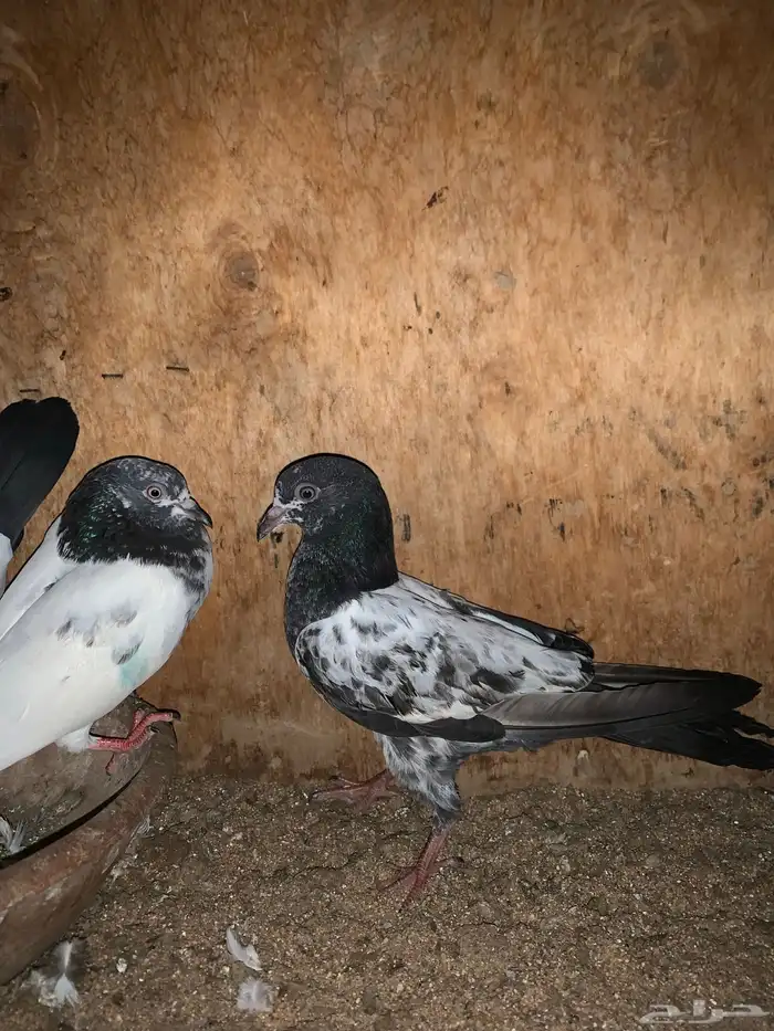 جوزين باكستاني تيدي فاخر 3