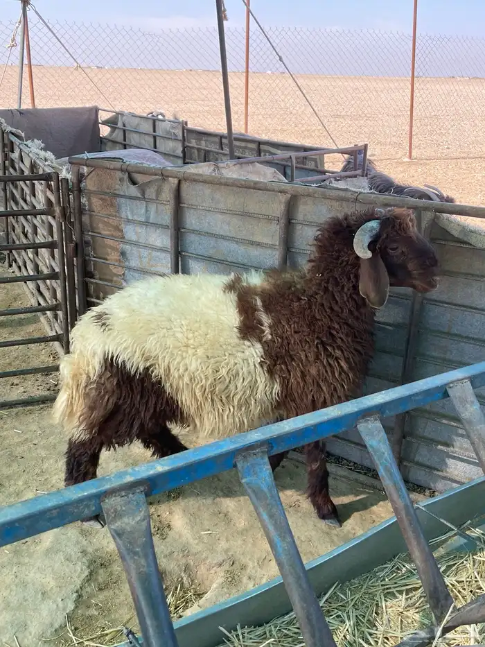 خاروف ذبيحه 0