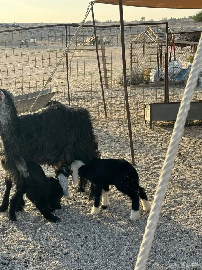 عنز تحتها جفره ومعها رخل داغور 2