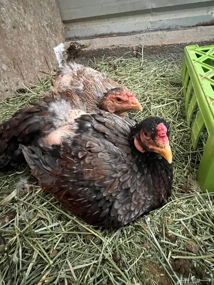 دجاج باكستاني 2