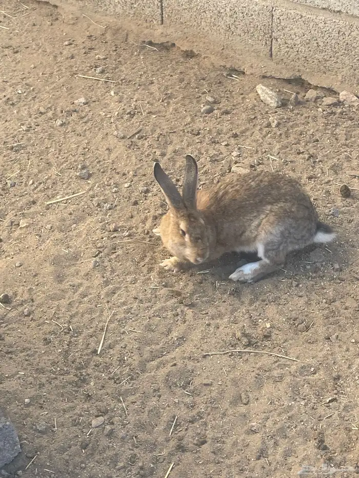 ديك وارانب للبيع 4