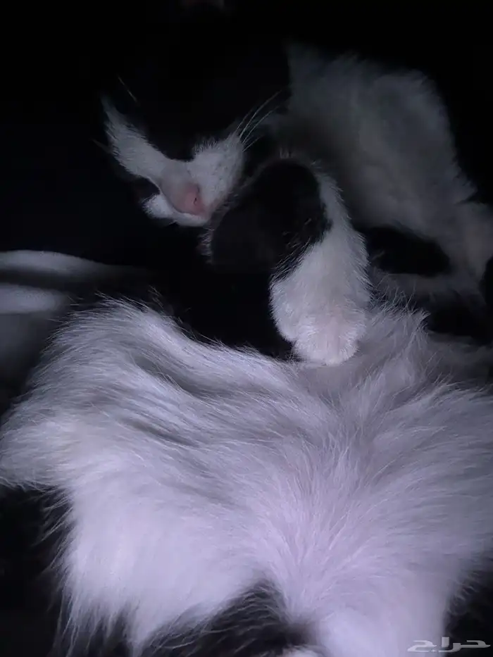 قطط للتبني 4