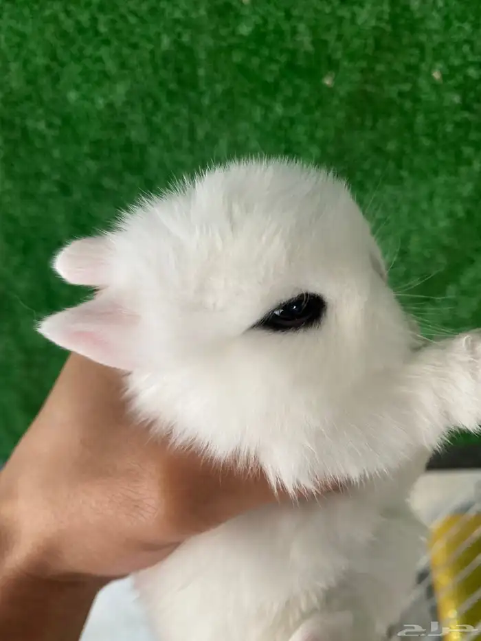 ارانب نذرلاند قزمي 6