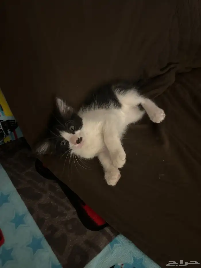 قطط للتبني 4