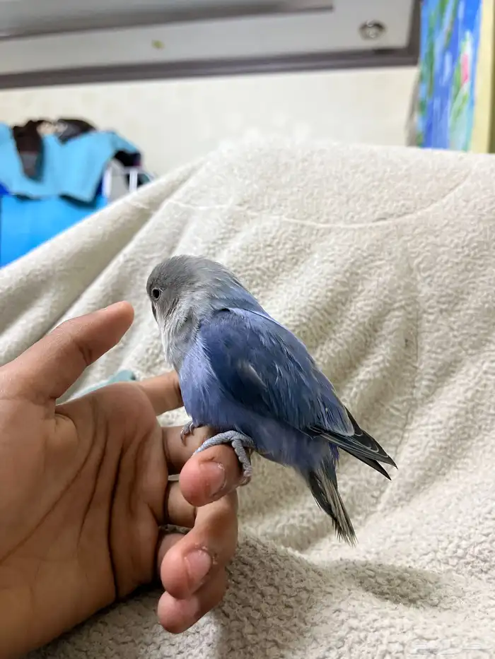 عصفور روز اليف ما يعض ابدا ونهايت غر ولا يجي غير الصامل 1