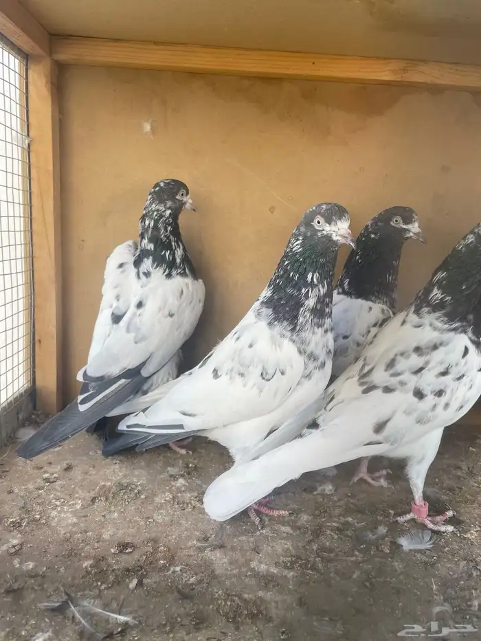 حمام باكستاني 7