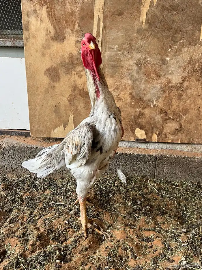 دجاج باكستاني 0