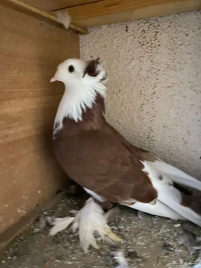 حمام نجفي - لبناني 2