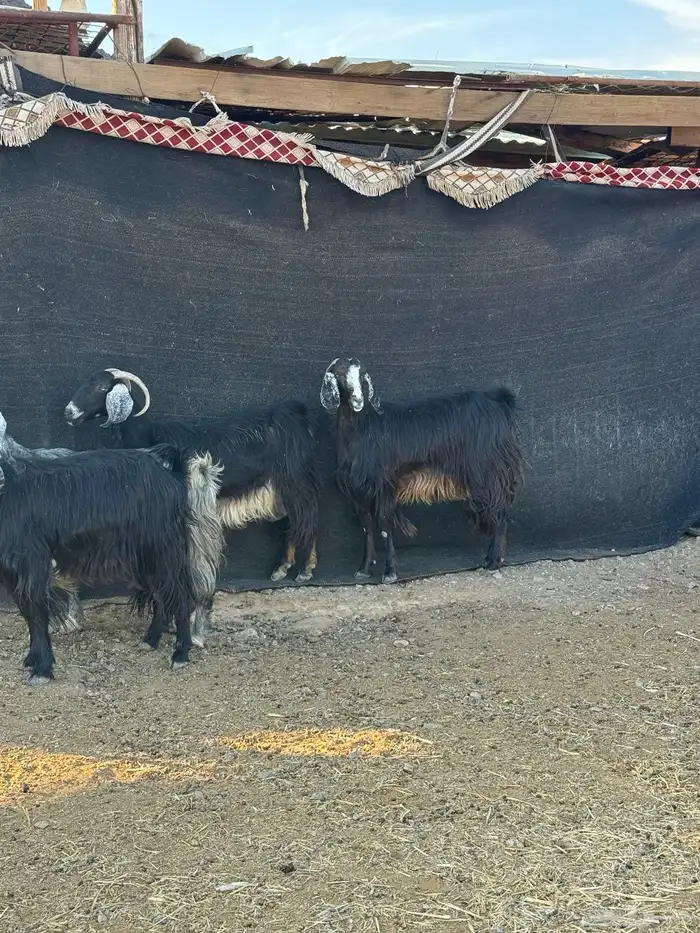 معزا ولد 4 تحتها 6 5