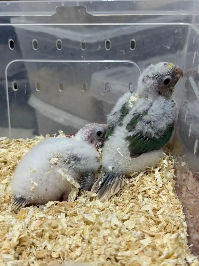 فرخ كنيور سينمون تركواز غر انتاج محلي 0