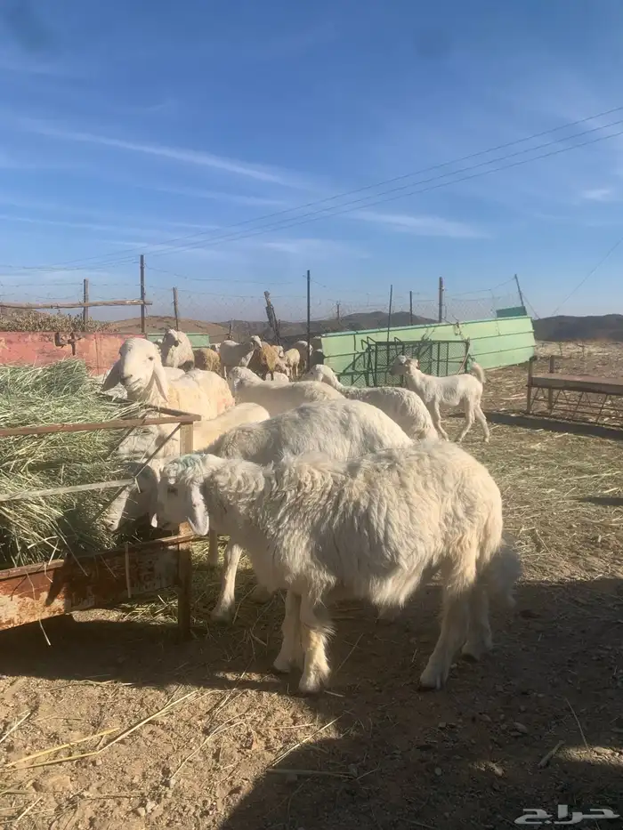 ذبائح للبيع 0