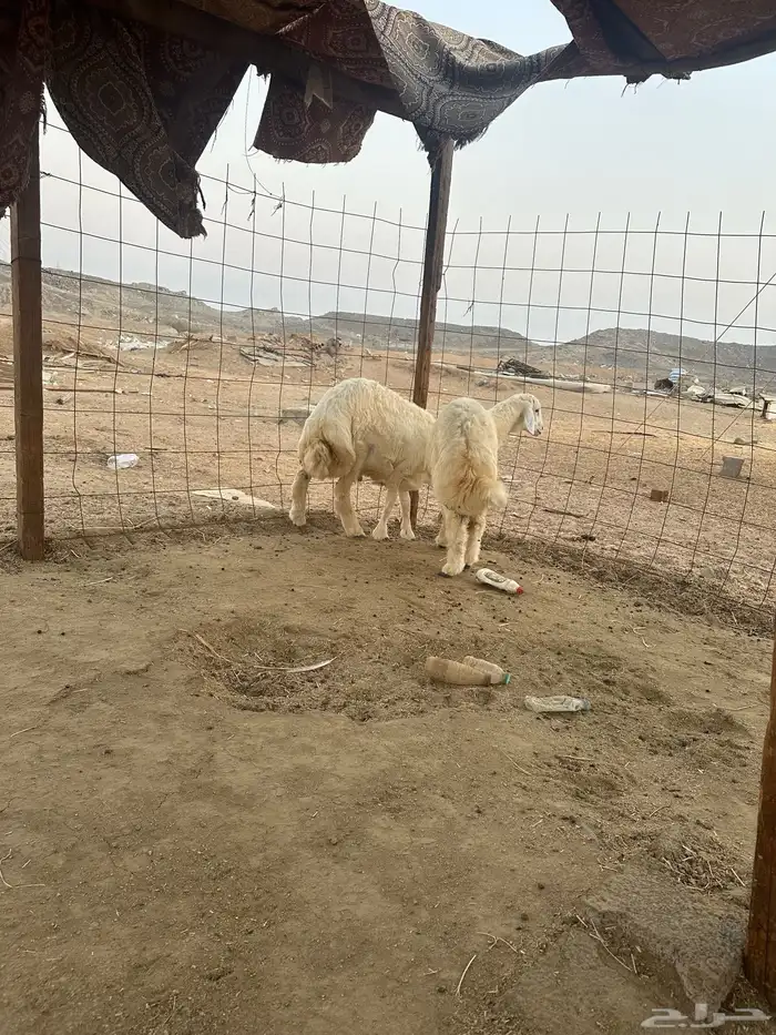 طليان حريه ذبايح تم البيع 2