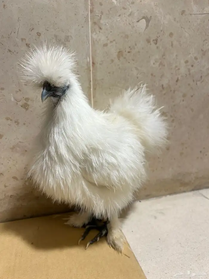 للبيع دجاج قطني 2