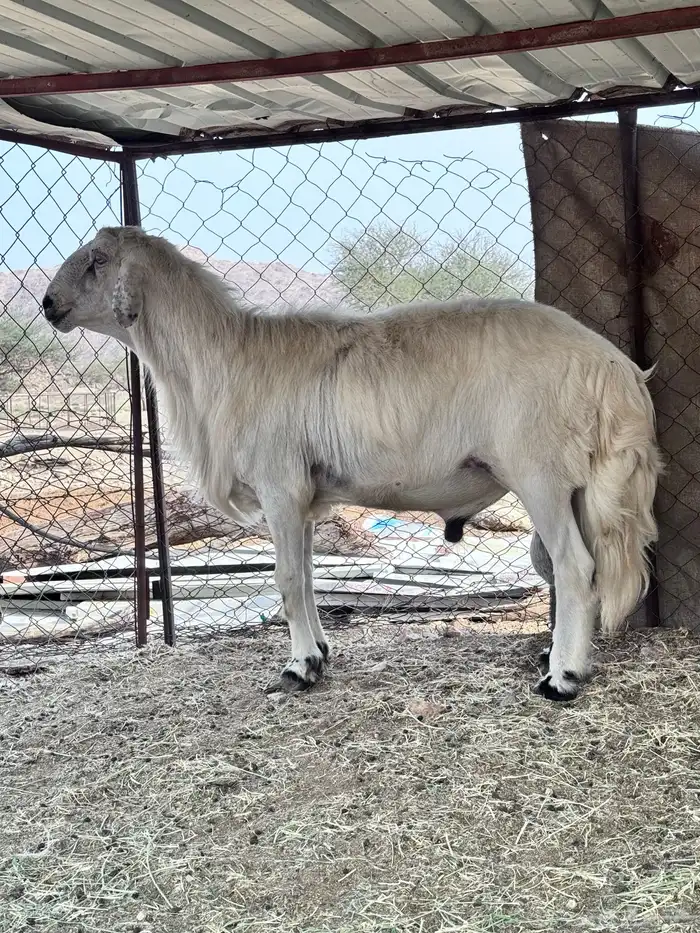 طلي مشروط شرط 0